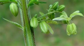  Male Inflorescence